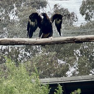 Wedge-tailed eagle (Aquila audax)