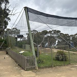 Wedge-tailed Eagle Aviary