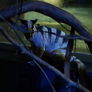 Banded Palm Civet (Hemigalus derbyanus), June 2015