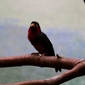 Bearded Barbet, July 2015