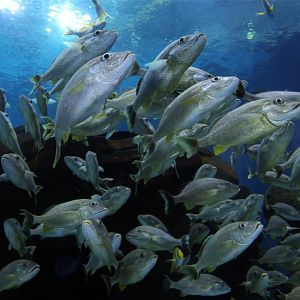 Bluestriped Grunt (Haemulon sciurus)