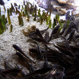 Striped Eel Catfish (Plotosus lineatus), October 2015