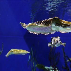 Common Cuttlefish, October 2015