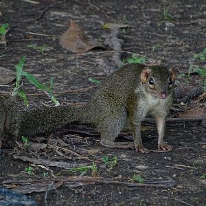 Northern tree shrew (Tupaia belangeri)