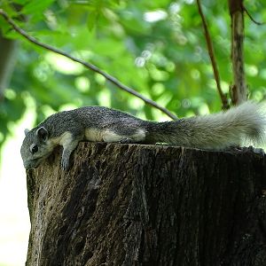 Variable squirrel (Callosciurus finlaysonii)