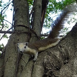 Variable squirrel (Callosciurus finlaysonii)