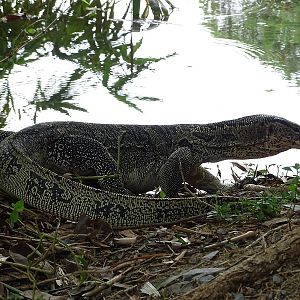 Water monitor (Varanus salvator macromaculatus)