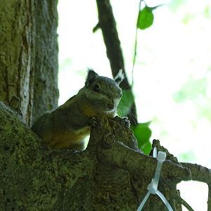 Western striped squirrel (Tamiops mcclellandii)