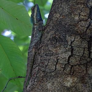 Blue crested lizard (Calotes goetzi)