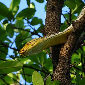 Reticulated python (Malayopython reticulatus reticulatus)