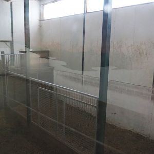 Kordofan giraffe indoor housing, 2023-06-24