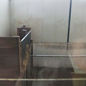 Kordofan giraffe indoor housing - Feeding area, 2023-06-24