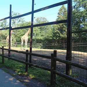 Kordofan giraffe and Nyala paddock, 2023-06-24