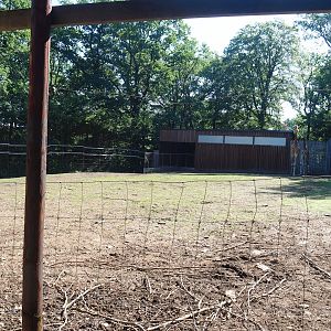 Kordofan giraffe and Nyala paddock, 2023-06-24