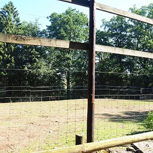 Kordofan giraffe and Nyala paddock, 2023-06-24