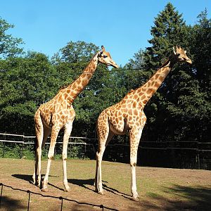 Kordofan giraffes (Giraffa camelopardalis antiquorum), 2023-06-24