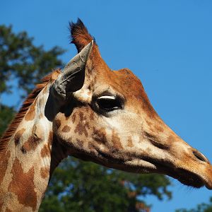Kordofan giraffe (Giraffa camelopardalis antiquorum), 2023-06-24