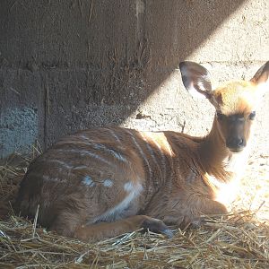 Nyala (Tragelaphus angasii) calf, 2023-06-24
