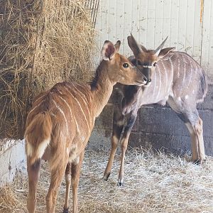 Nyala (Tragelaphus angasii) pair, 2023-06-24