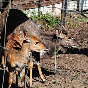 Nyala (Tragelaphus angasii) pair, 2023-06-24