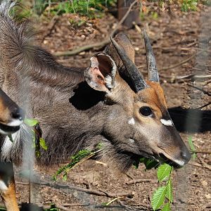 Male Nyala (Tragelaphus angasii), 2023-06-24