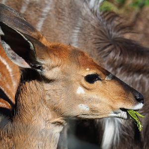 Female Nyala (Tragelaphus angasii), 2023-06-24