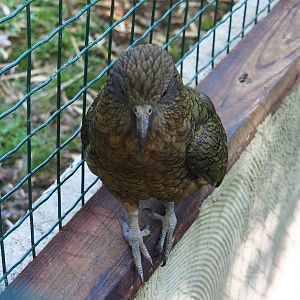 Kea (Nestor notabilis), 2023-06-24