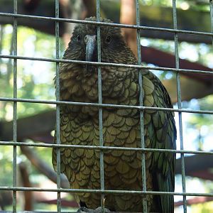 Kea (Nestor notabilis), 2023-06-24