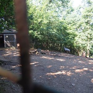 Nilgai paddock, 2023-06-24