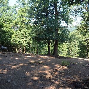 Nilgai paddock, 2023-06-24