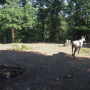 Nilgai paddock, 2023-06-24