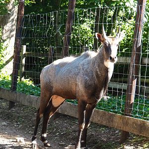 Blue bull Nilgai (Boselaphus tragocamelus), 2023-06-24