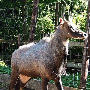 Blue bull Nilgai (Boselaphus tragocamelus), 2023-06-24