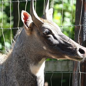 Blue bull Nilgai (Boselaphus tragocamelus), 2023-06-24