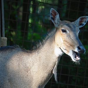 Female Nilgai (Boselaphus tragocamelus), 2023-06-24