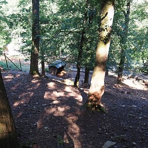 Barbary sheep exhibit, 2023-06-24