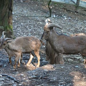 Barbary sheep (Ammotragus lervia), 2023-06-24
