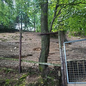 Barbary sheep exhibit, 2023-06-24