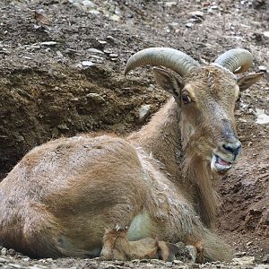 Barbary sheep (Ammotragus lervia), 2023-06-24