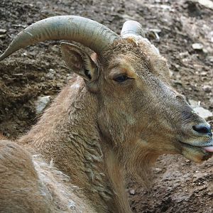 Barbary sheep (Ammotragus lervia), 2023-06-24