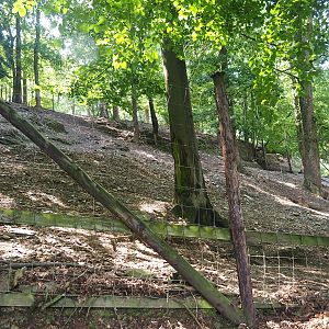 Barbary sheep exhibit, 2023-06-24