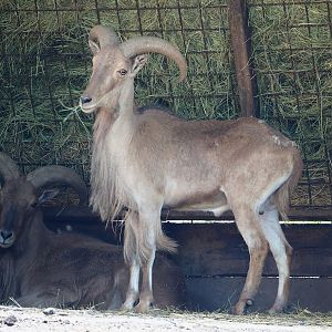 Barbary sheep (Ammotragus lervia), 2023-06-24