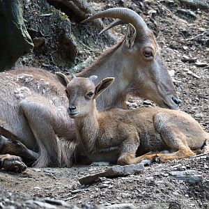 Barbary sheep (Ammotragus lervia), 2023-06-24