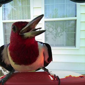 Red-Headed Woodpecker (Melanerpes erythrocephalus)