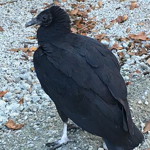 Black Vulture (Coragyps atratus)