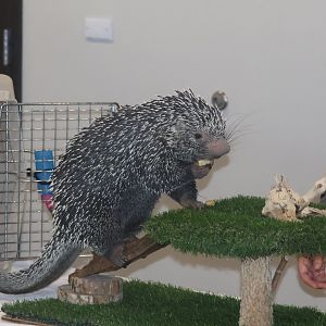 Prehensile Tailed Porcupine (program animal)