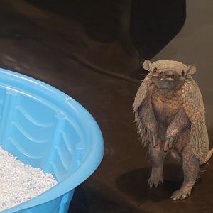 Screaming Hairy Armadillo (program animal)