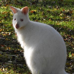 Albino red-necked wallaby