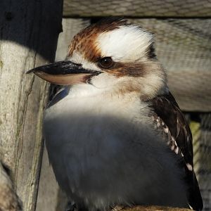 Laughing kookaburra