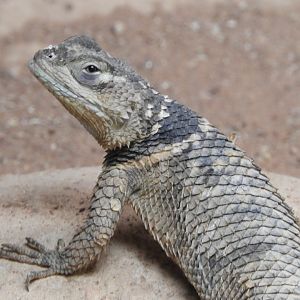 Blue spiny lizard